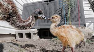 See a recent post on tumblr from @thesassypigs about baby emu. Bamboo Meets The Baby Emus Eeeek Youtube