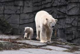 Die aktie ist zwar etwas teuer, aber der aufwärtstrend spricht zumindest in einem positiven börsenumfeld. Eisbarenbaby Im Tierpark Berlin Spielen Knabbern Plantschen Eisbarchen Entzuckt Die Besucher Kolner Stadt Anzeiger