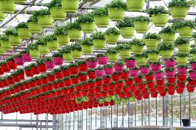 Die Hangenden Garten Der Semiramis Jetzt In Sevelen