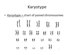 Karyotypes How Karyotypes Are Made Sist_safety_mode 1 Safe