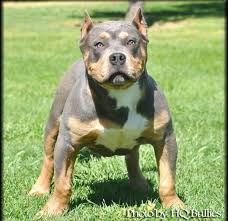 Beautiful black tricolor xl males. Tri Pitbull For Sale Cheap Buy Online