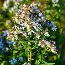 Image result for Vigna pygmaea