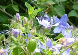 Image result for Hydrolea brevistyla