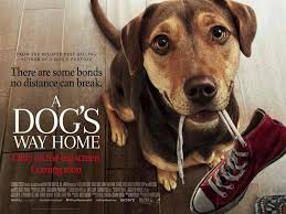 Children share a special rapport with dogs, especially puppies! A Dog S Way Home Wallpapers Wallpaper Cave