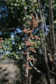 Image result for Obetia tenax