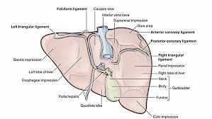 Anatomy of liver | how to draw liver diagram (anterior and posterior view) this video is so basic and here i have drawn the diagram of liver this diagram is very important in biology. Easy Notes On Liver Learn In Just 4 Minutes Earth S Lab