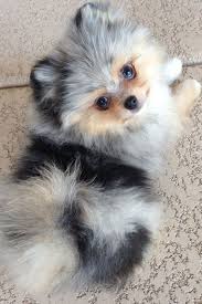 This Is My First Ever Story On Wattpad Sorry If Its Not Good You Fanfiction Fanfiction Amreading Pomeranian Puppy Dogs And Puppies Cute Baby Animals