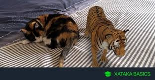 Estos fondos de pantalla serán la perdición de aquellas parejas enamoradas que quieren estar en sincronía a cada momento. Animales 3d De Google Como Usarlos Para Meter Un Tigre Un Tiburon O Un Lobo En Casa