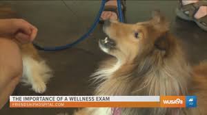 Friendship pet hospital is owned and operated by lynne hoban, d.v.m. Pets Need Annual Checkups Too Find Out Why With Friendship Hospital For Animals Wusa9 Com