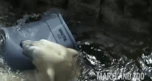 Polar bears depend on the frozen ocean to hunt for their main sources of food: Trash Cans Becomes Polar Bears Treasure During Playtime At Maryland Zoo