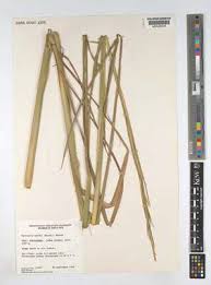 Image result for Phacelurus gabonensis