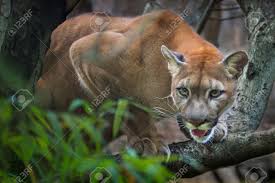 We did not find results for: Berglowe Puma Beute Auf Den Starren Zweigen Des Waldes Lizenzfreie Fotos Bilder Und Stock Fotografie Image 37846609