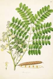 Image result for Albizia adianthifolia