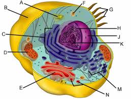 It's time to label the cell yourself! 07 Cell Labeling Flashcards Quizlet