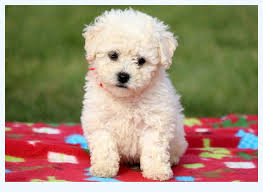 These sweet puppies go by many names, teddy bear puppy, shichons, shih chons, bich tzu's and zuchons. Bichon Frise Puppies For Sale Dog Breed