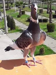 Pin By Raed M Alazzeh On Syrian Pigeons Pigeon Breeds Pigeon Pictures Pet Birds
