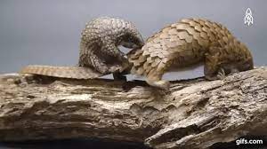 34 baby pangolins who are the world's cutest artichokes. An Adorable Baby Pangolin Happily Goes For A Ride On His Mother S Tail