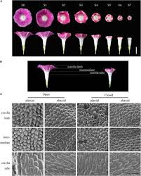 Plant cell biotechnology and molecular biology impact factor. Pr6nmj4loksulm