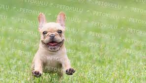 Fransiz Bulldog Cinsi Egitimi Ve Ozellikleri Pet Okulu