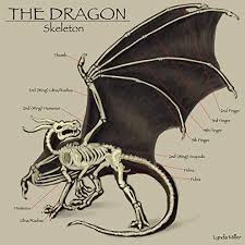 Taking flight a beginner s guide into drawing wings. Dragon Anatomy Diagram By Lynda Miller Imaginarydragons