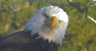 Bald Eagle Biology American Eagle Foundation