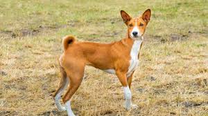 Lerne Alles Uber Den Basenji Hunderassen Liste Kleine Hunderassen Hypoallergene Hunderasse