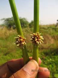 Image result for Schoenoplectiella senegalensis