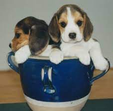 Then this is the right video for you. Teacup Dog Breed List With Pictures So Innocent And Cute
