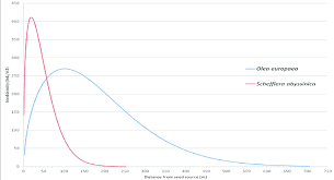 Image result for Astropanax abyssinicus