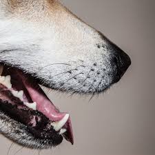 He has taken to just sitting for long periods licking his fur, mostly on his feet. What Can You Do If Your Dog Has A Loose Tooth