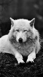 Tons of awesome white wolf wallpapers to download for free. Iphone 6 Black And White Wolf Wallpaper