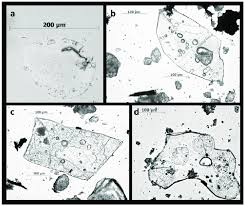 Which could affect the overall antibacterial effect of the system throughout a nonstudied combined effect of the added plant extract oil and pei which may diffuse together along the bacterial culture. Large Sized Phytoliths A Cymbopogon Schoenanthus Vine B D Download Scientific Diagram