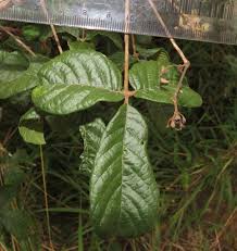 Image result for Vitex patula