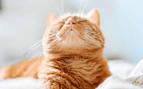 kedilerde cene aknesi kedimag