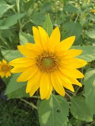 Bunga matahari atau biasa disebut sunflower tidak hanya memiliki bentuk mirip dengan matahari, tetapi pertumbuhannya juga sangat bergantung pada intensitas sinar matahari. Photography Bunga Matahari Sunflowers Steemkr