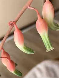 The peculiar leaves are dark green spotted with small white dots and the tips of the leaves are a rosy color. Gasteria Obliqua Lawyer S Tongue Ox Tongue North Carolina Extension Gardener Plant Toolbox