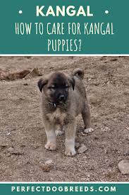 How To Care For Kangal Puppies Kangal Dog Dogs Mastador Puppies