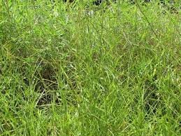 Image result for Hemarthria