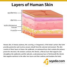 Layers Of Human Skin Subcutaneous Tissue Skin Anatomy Skin Protection