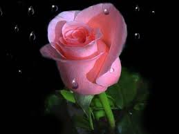 See more ideas about love wallpaper, rose wallpaper, free wallpaper. Love Rose Image Hd Wallpaper Download