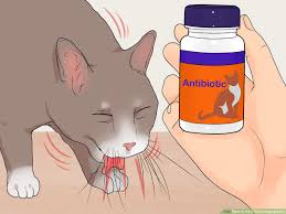 Dry heaving is retching or going through the motions and sensation of vomiting without producing any vomit. 3 Ways To Treat Feline Regurgitation Wikihow Pet