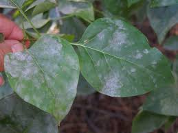You can also just have brown leaf lips if you are not properly watering. What S Wrong With My Plant Garden University Of Minnesota Extension