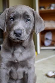 Mom is a yellow lab and dad is a weimaraner. Love This Puppy Puppies Animals Cute Animals