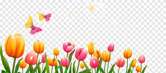 زهرة توليب أيقونة روز قرص مدمج ورق حائط Png