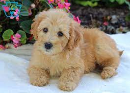 Sarge Whoodle Mini Puppy For Sale Keystone Puppies