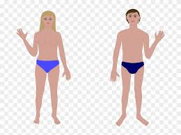 Woman body vector clipart and illustrations (145,678). Human Body Man And Woman Clip Art Human Body Vectors Free Free Transparent Png Clipart Images Download