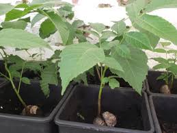 Distante de plantare, pregatire teren, plantare, scheme. Livezile De Nuci Si Meri Ale Lui Relu È™coala De PuieÈ›i