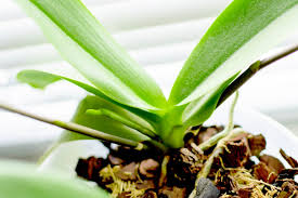 You may eventually notice new growth and that appears to be leaves forming—these tiny plantlets are called keikis. How To Prune An Orchid Step By Step Guide Brilliant Orchids