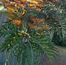 Maybe you would like to learn more about one of these? Grevillea Robusta Silky Oak Tree For Large Areas Daylilies In Australia