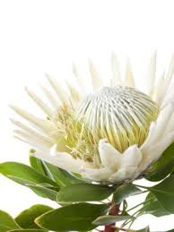 Protea Konigsprotea Cynaroides Arctic Ice Weiss Protea Arctic Ice Flowers